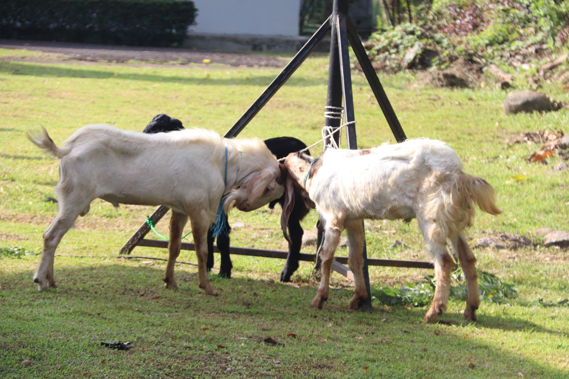 Foto pendukung Qurban hewan pada Hari raya Idul adha